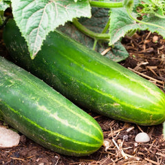 Ashley Long Cucumber Seeds - 50+ Pack - Heirloom, Non-GMO, Organic - Cucumis sativus