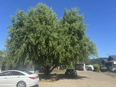 Corkscrew Willow Tree Cuttings - 10 Distinct Curling Branches and Leaves - Salix babylonica 'Tortuosa'