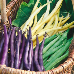 Mardi Gras Blend Green Bean Seeds - 3 Colors Mix for 2025 Planting - Purple, Green, Yellow - Phaseolus vulgaris