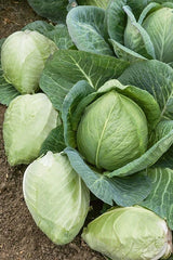 Cabbage Seeds 100+ Heirloom Charleston Wakefield NON-GMO Fresh Brassica oleracea