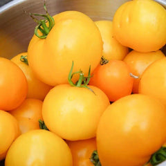 Tomato Seeds Set of 50+ Jubilee Variety Solanum lycopersicum 'Jubilee' Non-GMO Heirloom Gardening Seeds
