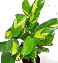 Houseplant Ctenanthe Lubbersiana 1-2' Variegated Live Prayer Plant Ctenanthe spp.