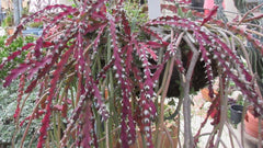 Rhipsalis Cactus Cuttings 10" Long Red Clone Lepismium Cruciforme Succulent Plant