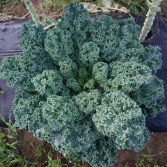 Dwarf Blue Curled Scotch Kale Seeds - 1,500 Non-GMO Heirloom Seeds - Brassica oleracea var. sabellica