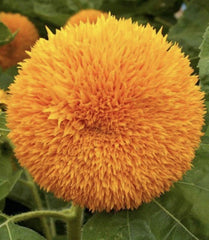 Sunflower Seeds 200+ Count Teddy Bear Annual Sungold Dwarf Flower Helianthus annuus - Free Shipping