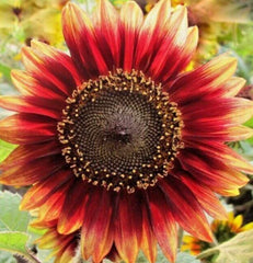 Indian Blanket Sunflower Seeds 30+ Annual Flower Seeds, Gaillardia pulchella, Attracts Bees & Birds, Free Shipping