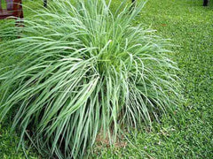 Lemongrass Plant Starter - Rooted Perennial Aromatic 'Citrus' Grass - Culinary Herb for Gardens (Cymbopogon citratus)
