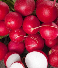 Cherry Belle Radish Seeds - 200+ Non-GMO Seeds - Fast Germination - Raphanus sativus