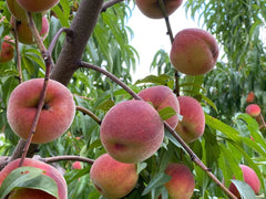 Nemaguard Peach Cuttings Lot of 10, Prunus persica, 7-9 inches, Grafting Ready, Fruit Tree Propagation