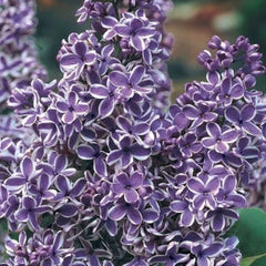 25 Purple White Lilac Seeds - Fragrant Hardy Perennial Flower - Syringa vulgaris - US Seller