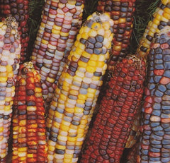 Rainbow Ornamental Corn Seed - Fresh Seed for Planting - Zea mays (Ornamental Variety) - FREE Shipping