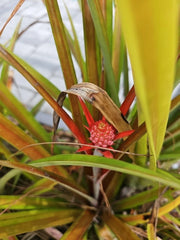 Mini Me Sol Dwarf Pineapple Plant 2.5" Pot Red Ornamental Ananas comosus