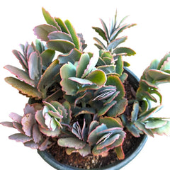 Kalanchoe Fedtschenkoi 'Majestic Scallops' Live Plant - 6 inches Bare Roots Succulent for Home Decor