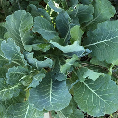Morris Heading Collard Seeds 300+ Non-GMO Vegetable Garden Greens - Ideal for Home Gardening, Brassica oleracea