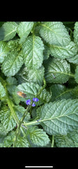 Porterweed Cuttings 25/5 Ins Stachytarpheta Jamaicensis No Soil No Roots