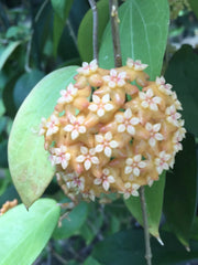 Hoya aff. fitchii Two Rooted Plants 2.5" Pot Houseplant
