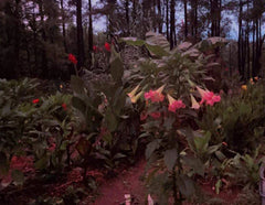 Versicolor Peach Pink Angel Trumpet Cuttings - 2 Unrooted Cuttings (Brugmansia versicolor)