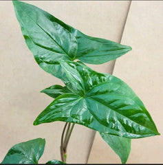 Syngonium Cuttings - 2 Green Arrowhead Cuttings - Syngonium podophyllum