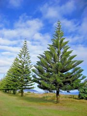 Norfolk Island Pine Seeds - Araucaria excelsa - Indoor Houseplant - Christmas Tree Variety