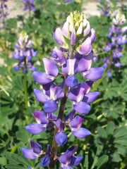 Hollowleaf Annual Lupine Seeds - Arroyo & Succulent Variety (Lupinus succulentus) - 10 Seeds