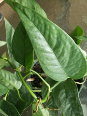Cebu Blue Pothos Plant - 4" Pot - Easy Care Climbing Philodendron - Epipremnum Pinnatum