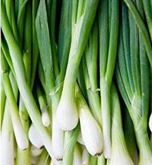 Green Tokyo Bunching Onion Seeds | 150+ Seeds | Heirloom Variety | Allium fistulosum