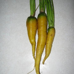 Jaune du Doubs Carrot Seeds - 1000+ Heirloom Seeds for Garden Planting - Daucus carota - USA