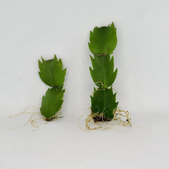 Thanksgiving Cactus Plant - Rooted - Schlumbergera Truncata - Indoor Houseplant for Holiday Decor