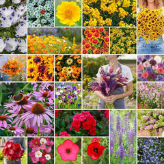 Southeast Wildflower Mixed Seeds 1/4 lb - Eden Brothers, 120,000+ Seeds, Native Wildflower Seed Blend