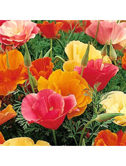 500 Seeds Poppy California Mission Bells Mix - GroCo - Colorful Flower Seeds for Garden Planting - High Germination Rate