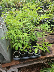 American Elderberry Tree Live Plant - Sambucus canadensis - Fully Rooted, Healthy Starter Plant for Gardens and Landscapes
