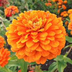 Zinnia Seeds - Orange King Variety | California Giants Oriole Flower Seed | 2025 USA Grown