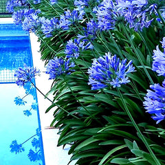 Dwarf Blue Lily of The Nile Flower Seeds - Agapanthus "Peter Pan" - 25 Pack - Ideal House Plant Seeds for Gardening