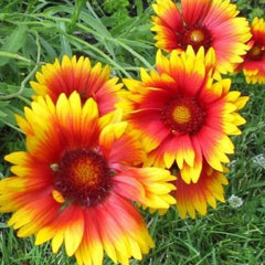Gaillardia Seeds 200+ Blanket Flower Perennial Garden Seeds, Gaillardia aristata, Free Shipping