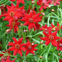 Coreopsis Amulet Red Dwarf Seeds - 500 Non-GMO Butterfly Garden Seeds - Compact Flowering Plant for Garden