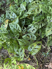 Swiss Cheese Monstera Rooted Cutting, Indoor Plant, Monstera adansonii, Houseplant