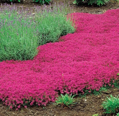 Red Creeping Thyme Seeds - 1000+ Non-GMO Groundcover Seeds - Thymus serpyllum - Fresh Herb Garden Starter