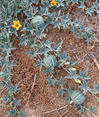 Coyote Melon Seeds - 10 Rare Seeds - Bright Striped Melon - Cucumispilosus (Non-Edible Fruit)