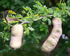 Fresh Texas Ebony Tree Seeds - 20 Seeds - Prosopis glandulosa - Drought-Tolerant, Native Plant Seeds for Landscaping