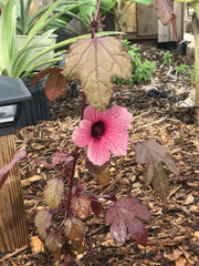 Cranberry Hibiscus Live Plant - Acetosella Rosella Edible Cuttings - Tropical Ornamental Foliage
