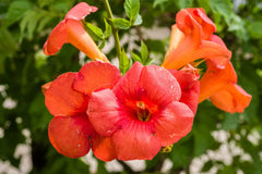 Orange Trumpet Vine Cuttings 6-10" Set of 12 Campsis Radicans Hummingbird Vine