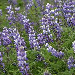 Arroyo Lupine Seeds - 500 Count - Beautiful Purple Flowers - Lupinus Succulentus