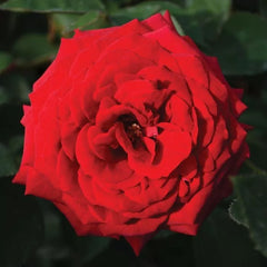 Kashmir Rose Cuttings - 4 Live Everbloom Shrub Bush - Gorgeous Velvety Plant (Rosa spp.)