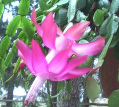 Christmas Cactus 3 Per Pot Old Fashioned Pink Schlumbergera × buckleyi