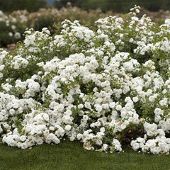 Rosa 'Icy Drift' Shrub Rose Cuttings - 6 Pieces - Groundcover Variety - Hardy Perennial