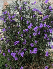 Mexican Petunia Plants - 3 Live Bare Root - Purple Ruellia Tuberosa - Rare & Exotic Garden Flowers