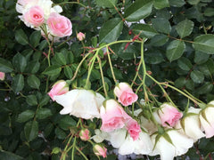 Frosty Pink Florabunda Rose Cuttings - 4 Rooting Cuttings for Gardening - Rosa 'Frosty Pink'