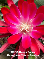 Epiphyllum Orchid Cactus Plant "Hocus Pocus" in 4” Starter Pot - Rooted Tropical Succulent, Perfect for Indoor Gardening