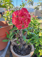 Euphorbia Milii Cuttings - Jumbo Peachy Pink Flowers - Crown of Thorns Plant - Qty 1