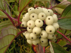 Siberian Dogwood Seeds 50 Count - Cornus alba Tatarian Dogwood for Planting
